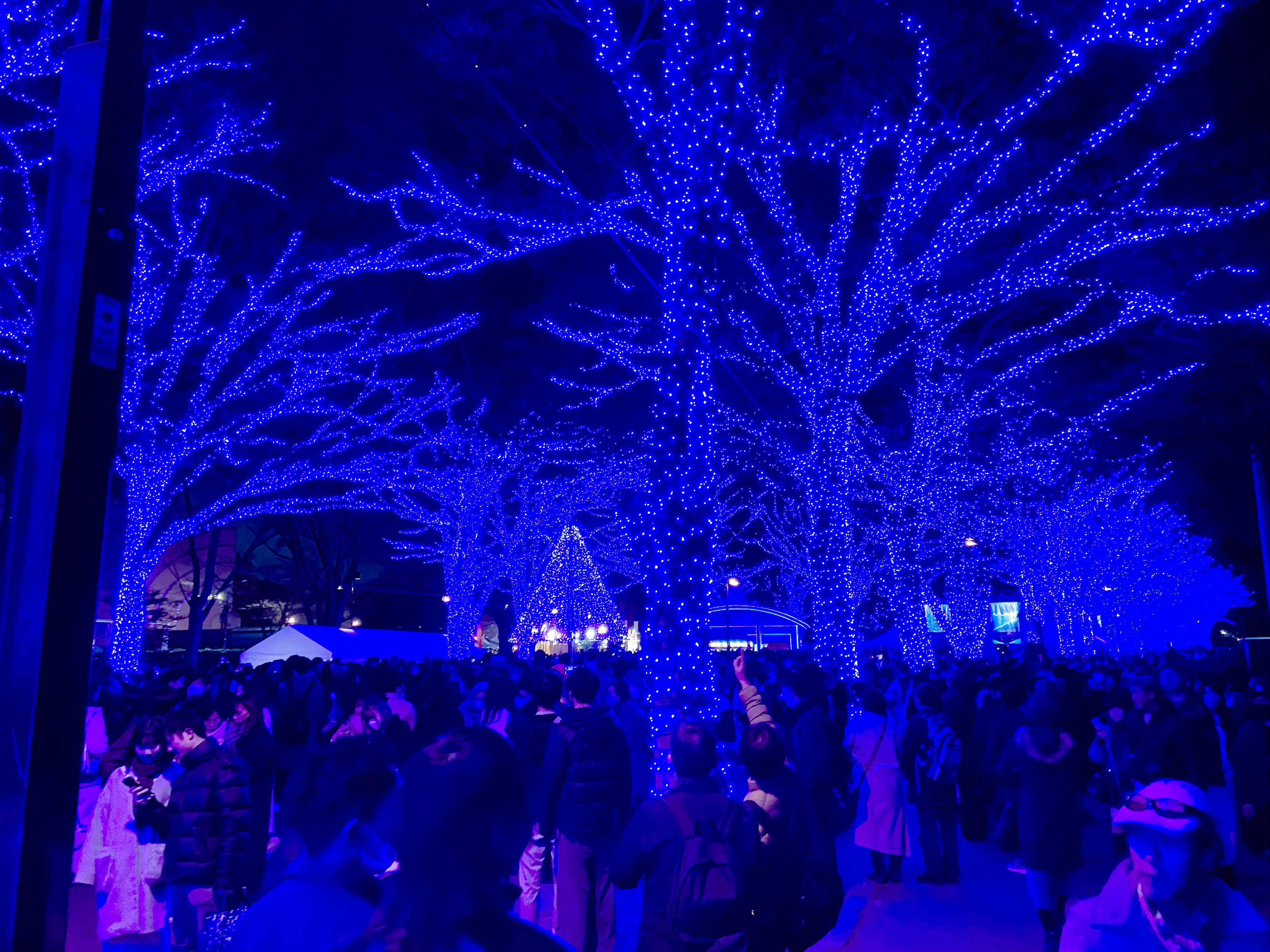 Zelkova trees lit up in blue